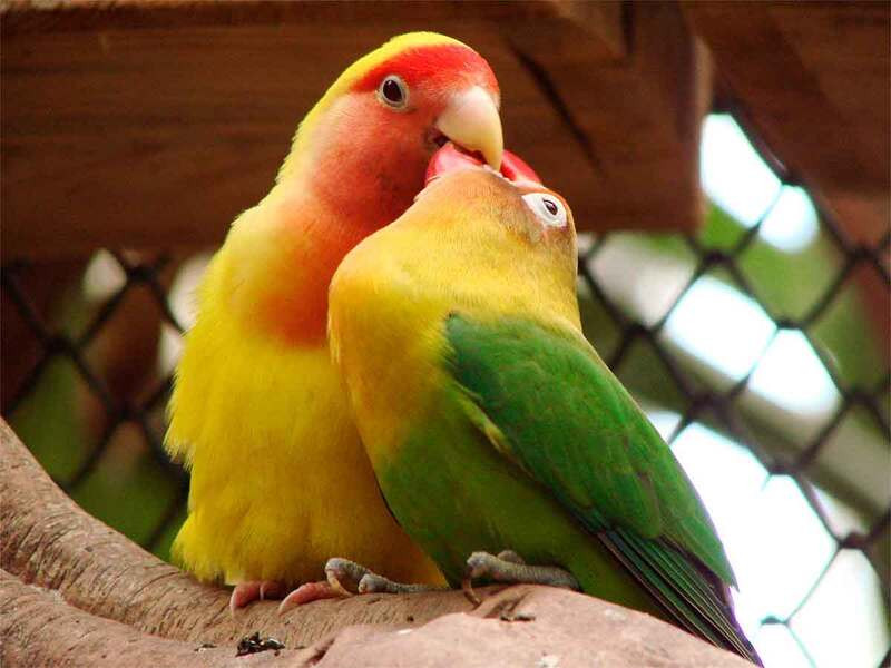 Descubre los diferentes tipos de agapornis